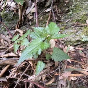 Urtica incisa at Paddys River, ACT - 13 Aug 2023 10:49 AM