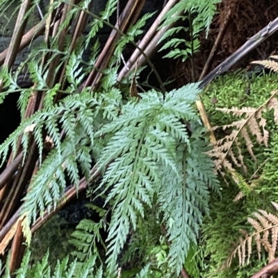 Asplenium gracillimum (Mother Spleenwort) at Paddys River, ACT - 13 Aug 2023 by Tapirlord