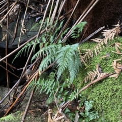 Asplenium gracillimum at Paddys River, ACT - 13 Aug 2023