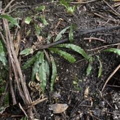 Blechnum patersonii subsp. patersonii (Strap Water Fern) at Tidbinbilla Nature Reserve - 13 Aug 2023 by Tapirlord