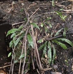 Blechnum patersonii subsp. patersonii at Paddys River, ACT - 13 Aug 2023 10:47 AM