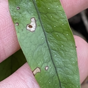 Zealandia pustulata subsp. pustulata at Paddys River, ACT - 13 Aug 2023 10:44 AM