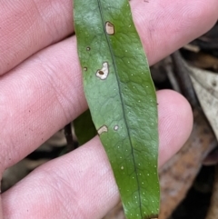 Zealandia pustulata subsp. pustulata at Paddys River, ACT - 13 Aug 2023 10:44 AM