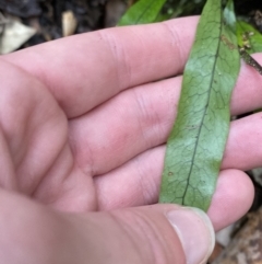 Zealandia pustulata subsp. pustulata at Paddys River, ACT - 13 Aug 2023