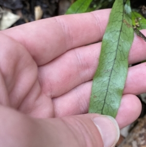 Zealandia pustulata subsp. pustulata at Paddys River, ACT - 13 Aug 2023