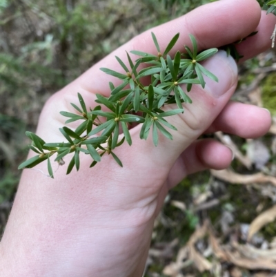 Kunzea peduncularis (Mountain Burgan) at Tidbinbilla Nature Reserve - 13 Aug 2023 by Tapirlord