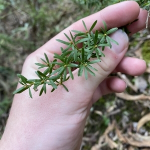 Kunzea peduncularis at Paddys River, ACT - 13 Aug 2023 10:41 AM