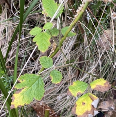 Rubus parvifolius (Native Raspberry) at Paddys River, ACT - 13 Aug 2023 by Tapirlord