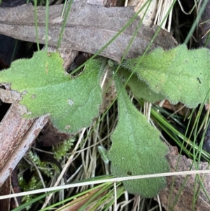 Lagenophora stipitata at Paddys River, ACT - 13 Aug 2023