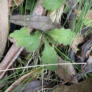 Lagenophora stipitata at Paddys River, ACT - 13 Aug 2023 10:38 AM