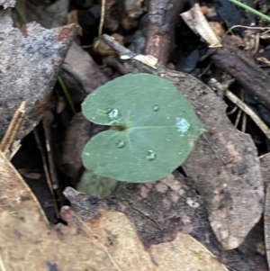 Acianthus exsertus at Paddys River, ACT - 13 Aug 2023