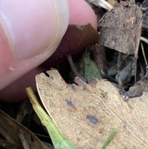 Acianthus exsertus at Paddys River, ACT - 13 Aug 2023