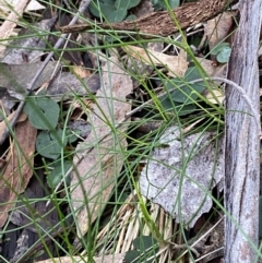 Acianthus exsertus at Paddys River, ACT - 13 Aug 2023