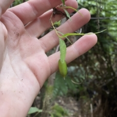 Billardiera mutabilis (Climbing Apple Berry, Apple Berry, Snot Berry, Apple Dumblings, Changeable Flowered Billardiera) at Tidbinbilla Nature Reserve - 13 Aug 2023 by Tapirlord