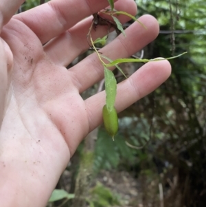 Billardiera mutabilis at Paddys River, ACT - 13 Aug 2023 10:26 AM