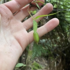 Billardiera mutabilis at Paddys River, ACT - 13 Aug 2023 10:26 AM