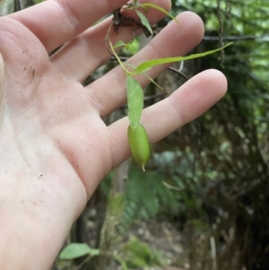 Billardiera mutabilis at Paddys River, ACT - 13 Aug 2023 10:26 AM