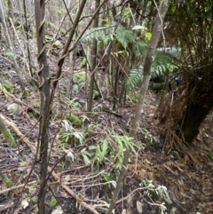 Billardiera mutabilis at Paddys River, ACT - 13 Aug 2023 10:26 AM