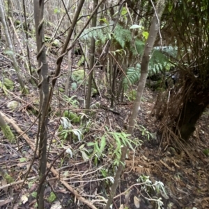 Billardiera mutabilis at Paddys River, ACT - 13 Aug 2023 10:26 AM