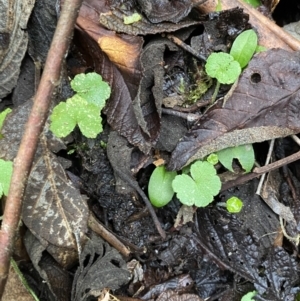 Hydrocotyle hirta at Paddys River, ACT - 13 Aug 2023