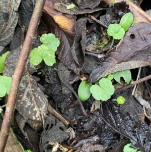 Hydrocotyle hirta at Paddys River, ACT - 13 Aug 2023