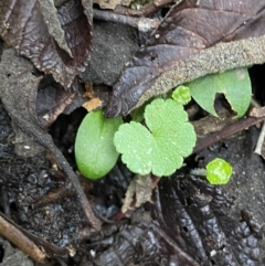 Hydrocotyle hirta at Paddys River, ACT - 13 Aug 2023