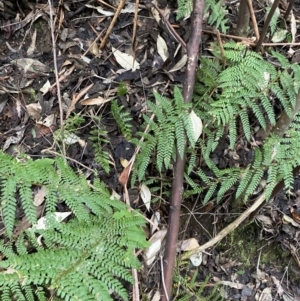 Polystichum proliferum at Paddys River, ACT - 13 Aug 2023