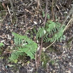 Polystichum proliferum at Paddys River, ACT - 13 Aug 2023