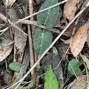 Clematis aristata at Paddys River, ACT - 13 Aug 2023