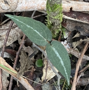 Clematis aristata at Paddys River, ACT - 13 Aug 2023 10:20 AM