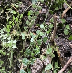 Asplenium flabellifolium (Necklace Fern) at Tidbinbilla Nature Reserve - 13 Aug 2023 by Tapirlord