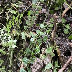 Asplenium flabellifolium at Paddys River, ACT - 13 Aug 2023