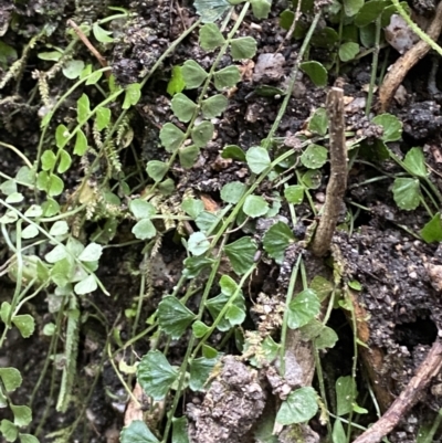 Asplenium flabellifolium (Necklace Fern) at Paddys River, ACT - 13 Aug 2023 by Tapirlord