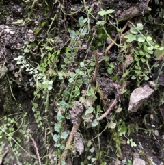 Asplenium flabellifolium at Paddys River, ACT - 13 Aug 2023