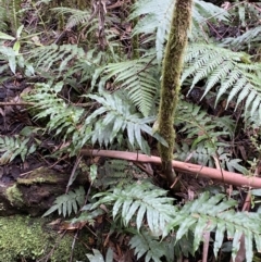 Blechnum wattsii (Hard Water Fern) at Tidbinbilla Nature Reserve - 13 Aug 2023 by Tapirlord