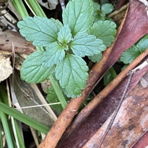 Australina pusilla subsp. muelleri at Paddys River, ACT - 13 Aug 2023 10:15 AM