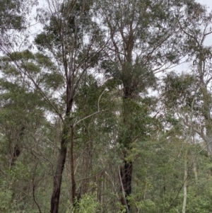 Eucalyptus fastigata at Tidbinbilla Nature Reserve - 13 Aug 2023