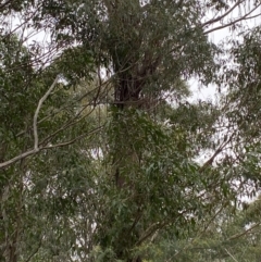 Eucalyptus fastigata at Tidbinbilla Nature Reserve - 13 Aug 2023