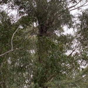 Eucalyptus fastigata at Tidbinbilla Nature Reserve - 13 Aug 2023