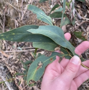 Acacia obliquinervia at Paddys River, ACT - 13 Aug 2023