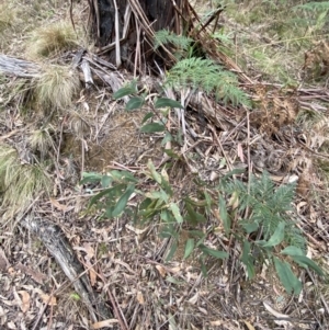 Acacia obliquinervia at Paddys River, ACT - 13 Aug 2023