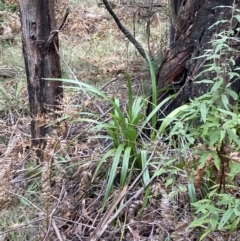 Dianella tasmanica (Tasman Flax Lily) at Paddys River, ACT - 13 Aug 2023 by Tapirlord