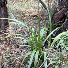 Dianella tasmanica at Paddys River, ACT - 13 Aug 2023 10:08 AM