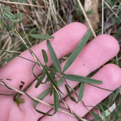 Glycine clandestina (Twining Glycine) at Tidbinbilla Nature Reserve - 13 Aug 2023 by Tapirlord