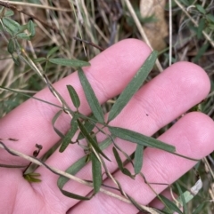 Glycine clandestina at Paddys River, ACT - 13 Aug 2023