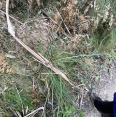 Lomandra longifolia (Spiny-headed Mat-rush, Honey Reed) at Tidbinbilla Nature Reserve - 13 Aug 2023 by Tapirlord