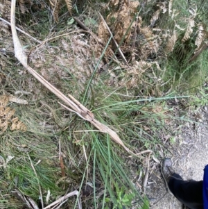 Lomandra longifolia at Paddys River, ACT - 13 Aug 2023