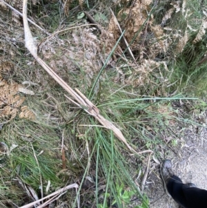 Lomandra longifolia at Paddys River, ACT - 13 Aug 2023 10:08 AM