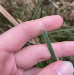 Lomandra longifolia at Paddys River, ACT - 13 Aug 2023 10:08 AM