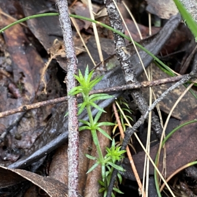 Asperula scoparia (Prickly Woodruff) at Paddys River, ACT - 13 Aug 2023 by Tapirlord